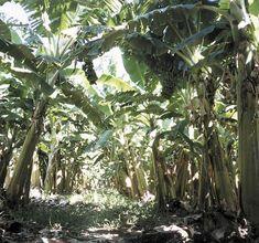 African banana growers reach agreement