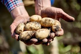 Cornish new potato harvest 2017