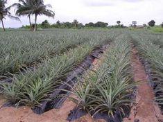 African farmers threatened by climate change action