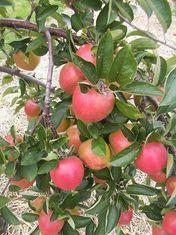 Braeburn production is up 40 per cent