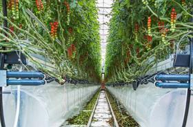 Pure Harvest tomatoes