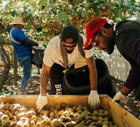 CREDIT NZKGI TAGS New zealand kiwifruit growers picking labour production 2