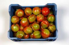 Flandria tests cuore di bue tomatoes