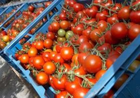 FresQ tomatoes