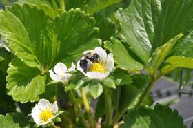 A bumblebee carrying the BVT all-natural plant protection product directly to a bloom (credit BVT)