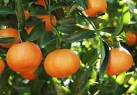 Moroccan citrus
