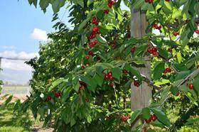 Cherries Linds River NZ Central Otago New Zealand Hortinvest