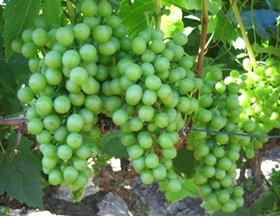 Mexican grapes
