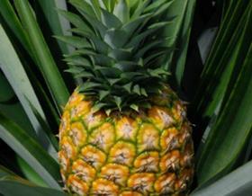 CF pineapple