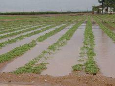 Rains have flooded some Spanish salad fields