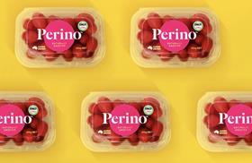 Perino