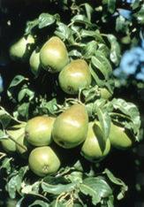US pears gain new standards
