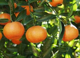 Morocco citrus