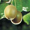 NZ kiwifruit growers' returns tumble