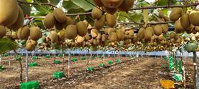 Zespri Korea harvest 2021