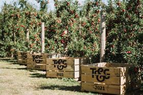 HawkesBay_appleorchard