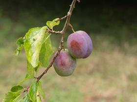 UK plums