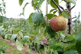 NZ New Zealand russeted apple on tree branch orchard