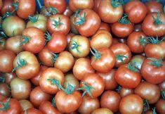 Spanish tomatoes set to recover