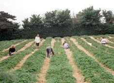A typical picking-time scene in the UK. GLA and ALP are trying to stamp out illegal gang practices