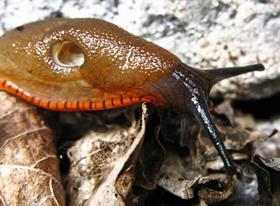 Slug CREDIT Andy Hay Flickr
