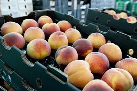 AU generic yellow peaches in tray