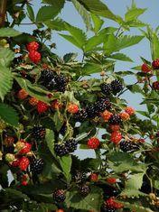 Thornless US blackberries to debut in UK