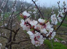 Apricot blossom at Highland Court Farm