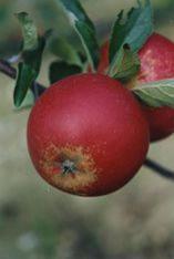 Apple job balanced