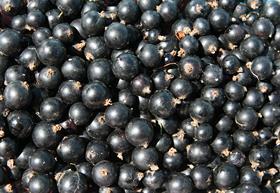 Generic blackberries