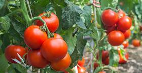 round tomato