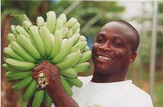 Fairtrade bananas account for 62 per cent of all fairtrade sales
