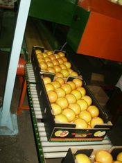 Cuban citrus back on track