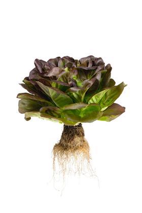 JEPCO Living Lettuce (1)