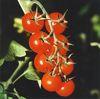 Scientists may have discovered the key to fruit shapes