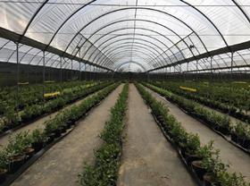 BerryWorld MBO growing in South Africa