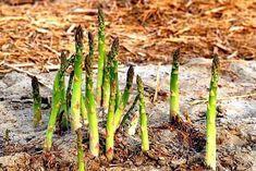 English asparagus’ early close