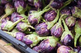 India Brinjal Eggplant