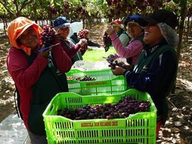 Peru grapes