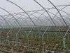 Growers respond to tightened code