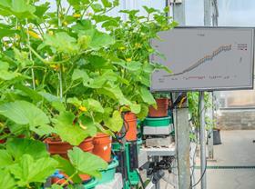 IL CREDIT Plant Di-Tech TAGS Plantarray cucumber