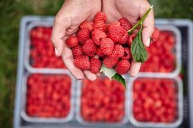 Maravilla raspberries
