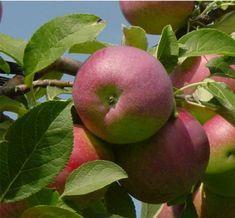 Canada breeds new apple