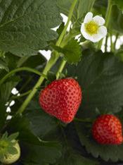 Strawberries serve up promise