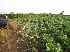 Warning to brassica growers over virus