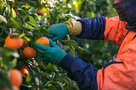 Citrus harvest AU nutrano 2