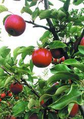 UK apple market finds balance