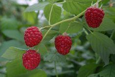 Angus' raspberries caught the eye