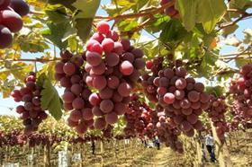 Awe Sum Organics winter grapes