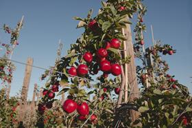 NZ Rockit Apple CREDIT Rockit Global TAGS Rockit New Zealand Apple Harvest Orchard